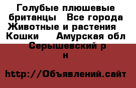 Голубые плюшевые британцы - Все города Животные и растения » Кошки   . Амурская обл.,Серышевский р-н